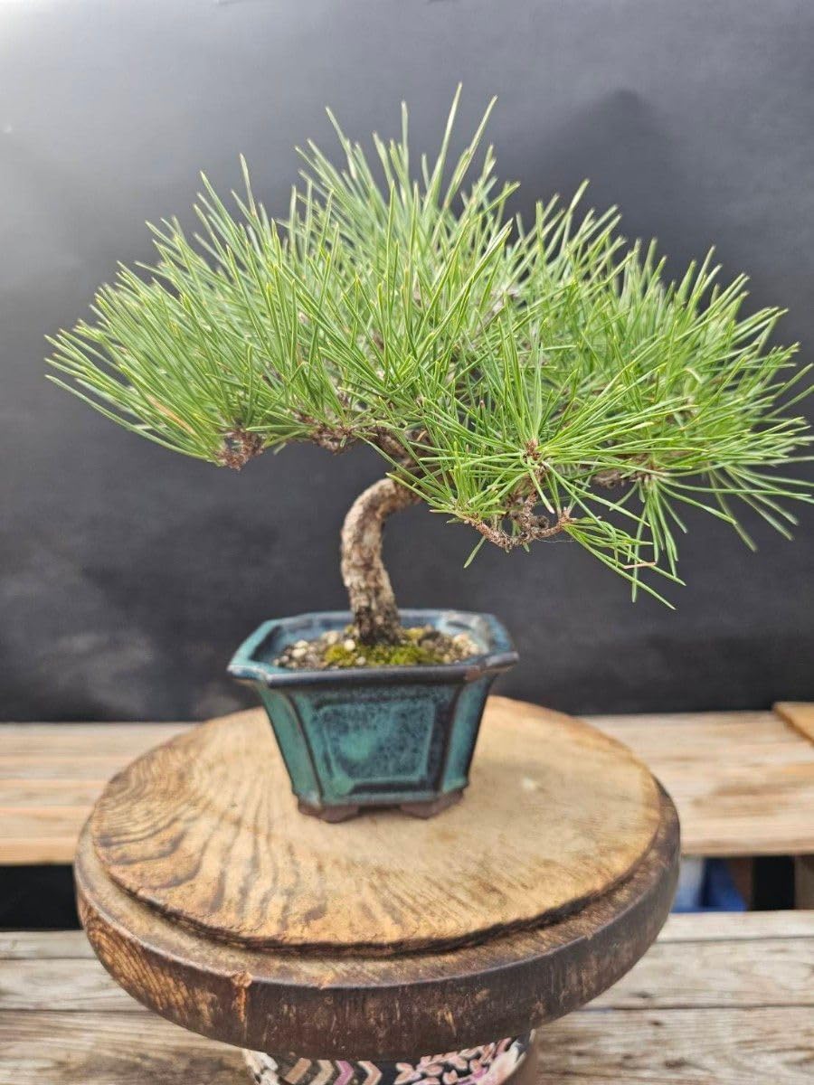 黒松 推定樹齢20年 高さ約30cm 幅約25cm 黒松 推定樹齢20年 高さ約30cm 幅約25cm