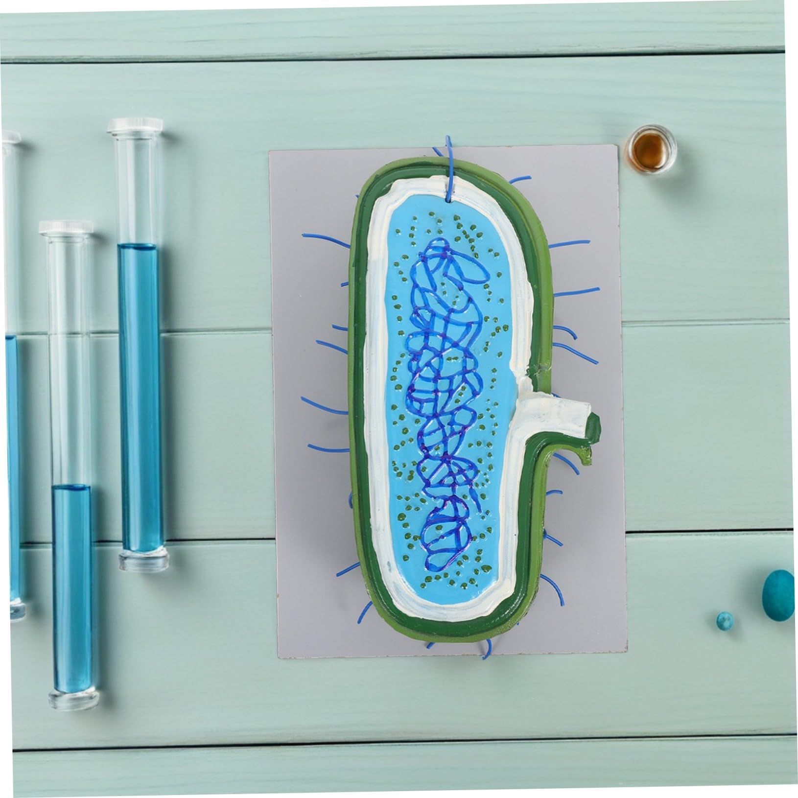 Zellkernmodell Vergrößert für Biologieunterricht und Schüler aus Kunststoff | Detaillierte Zellorganellen, Interaktives Lernen, für Einzelstudium und Klassenerklärung, Präzise Darstellung