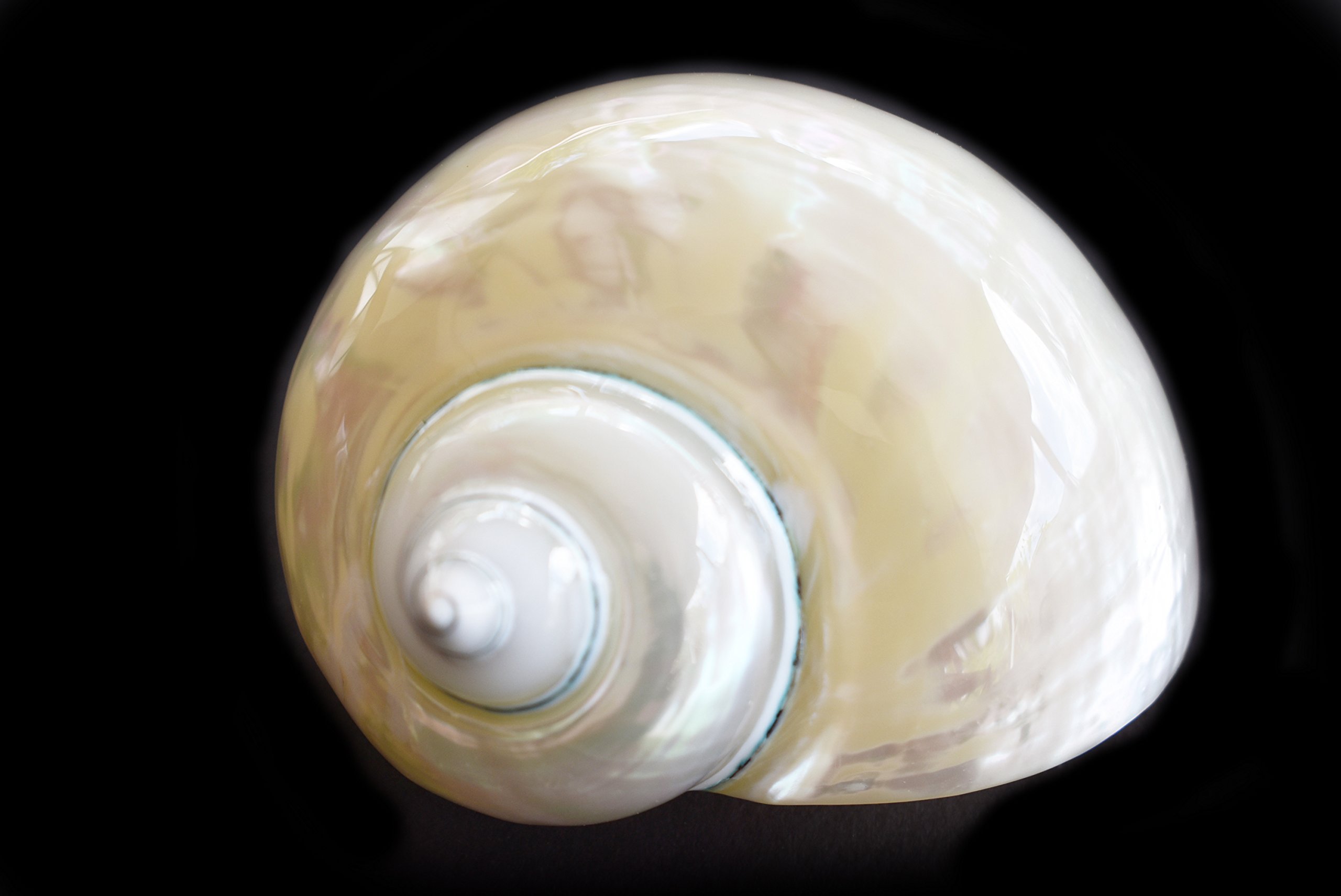 FSG Large Polished Pearl Turbo (2inch 2.5inch) 1 14inch Opening Beach Crafts Nautical Decor Large Hermit Crabs Florida Shells and Gifts Pearl White