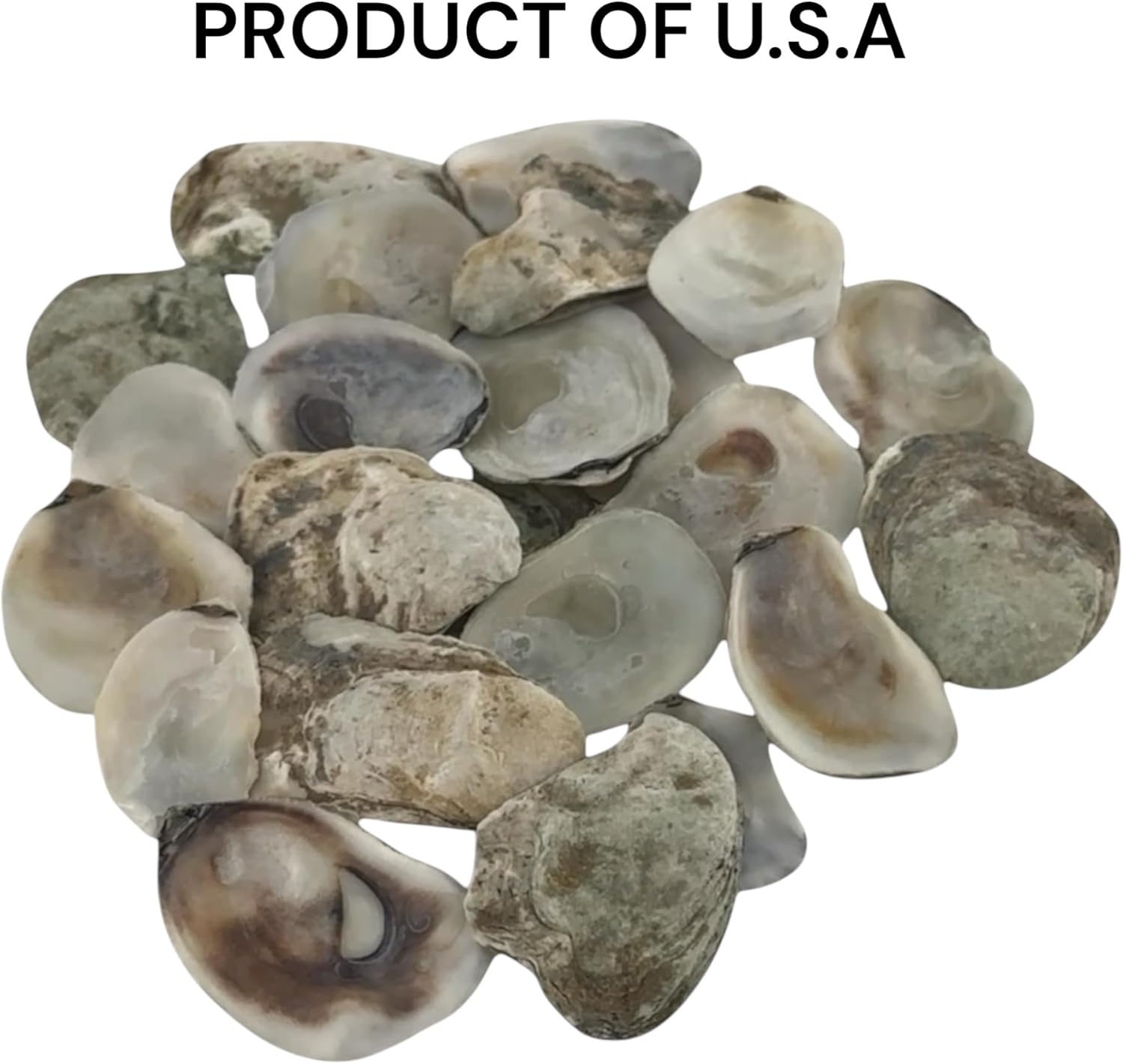 50 PCS Oyster Shells Flat Side 1" to 1 1/2" Small Oyster Shells for Crafts Natural Oyster Shells Bulk, for Home Vase Filler, Xmas, DIY Arts and Crafts Sea Shells