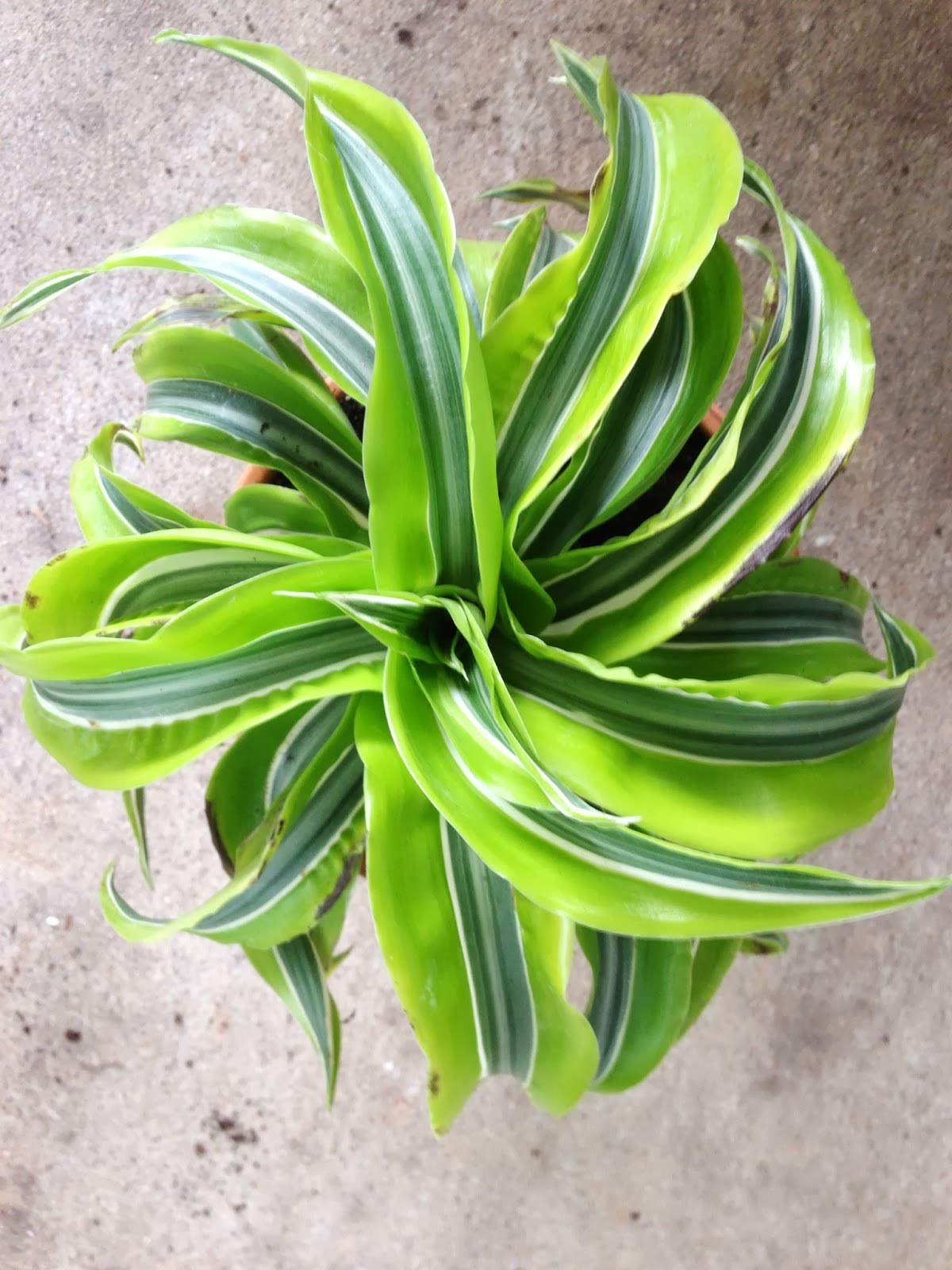 Amazon.com : Lemon Surprise Dracaena - Live Plant in an 8 Inch Pot -  Dracaena Deremensis 'Lemon Surprise' - Beautiful Easy Care Indoor  Houseplant : Patio, Lawn & Garden