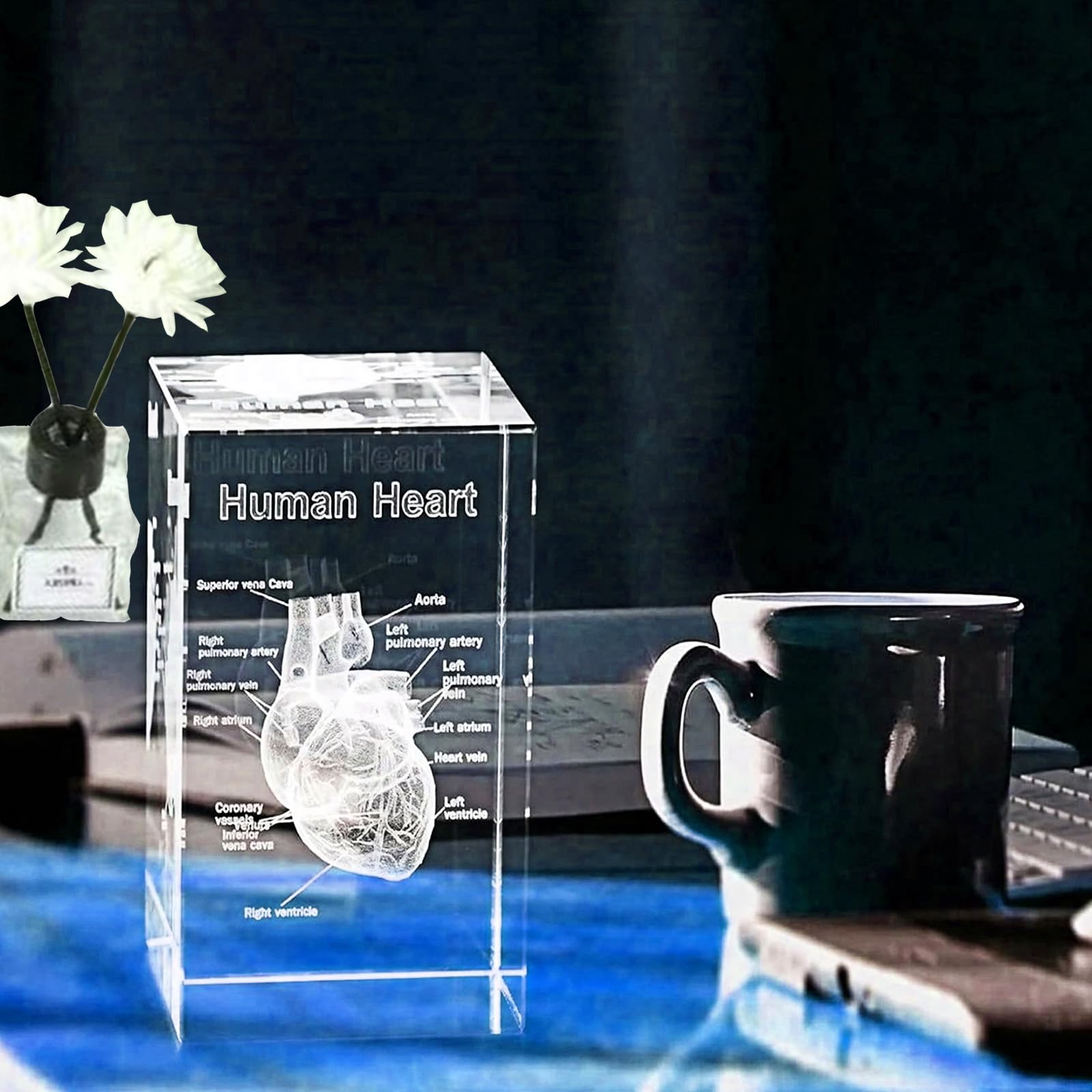 Ensemble de modèles anatomiques en cristal 3D, Représentation 3D de cœur gravée avec précisionpour médecine et design