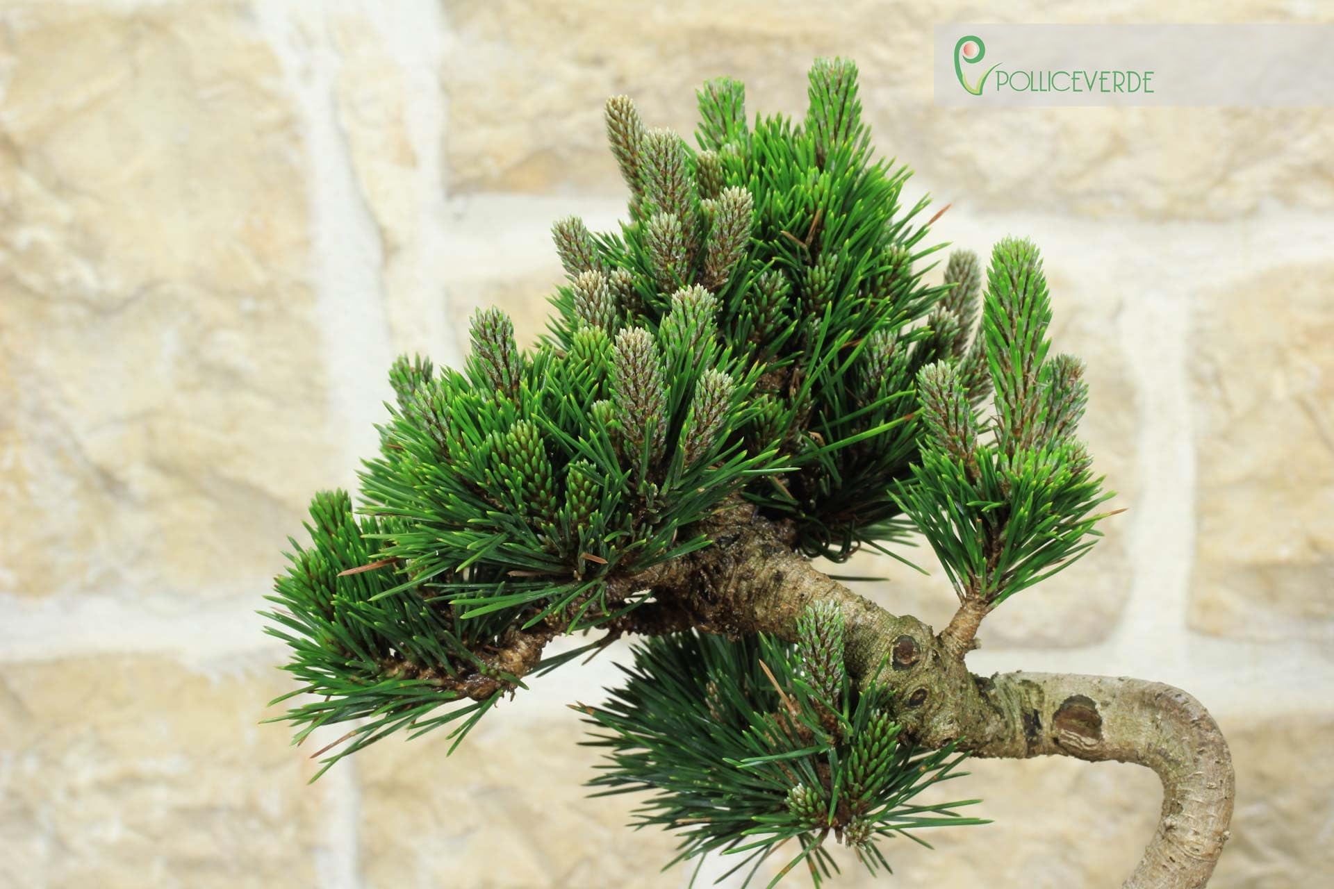 Bonsai di Pino Nero Thunbergii Senjyumaru (75)