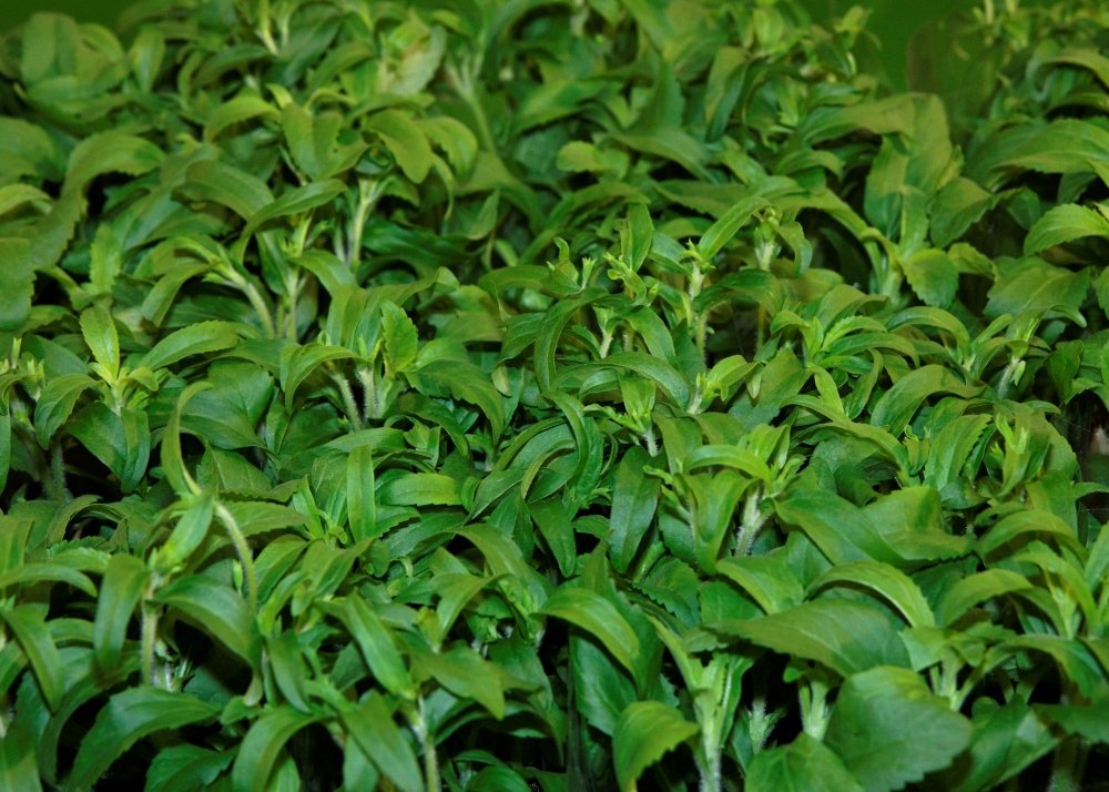 SAFLAX - Stevia - 100 semi - Con substrato - Stevia rebaudiana