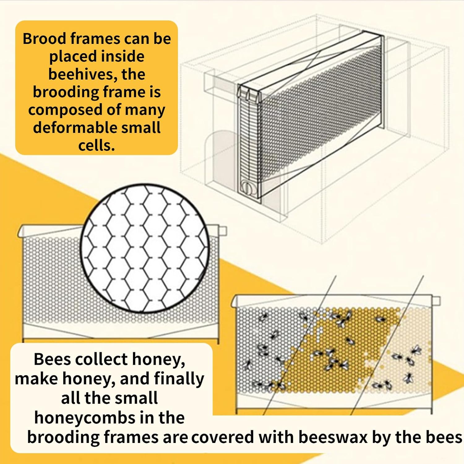 Backyard Beekeeping Starter Kit with Bee Hive Box, 7 Brood Frames & Honey Exttion - Complete Beehive for Beginners & Hobbyists