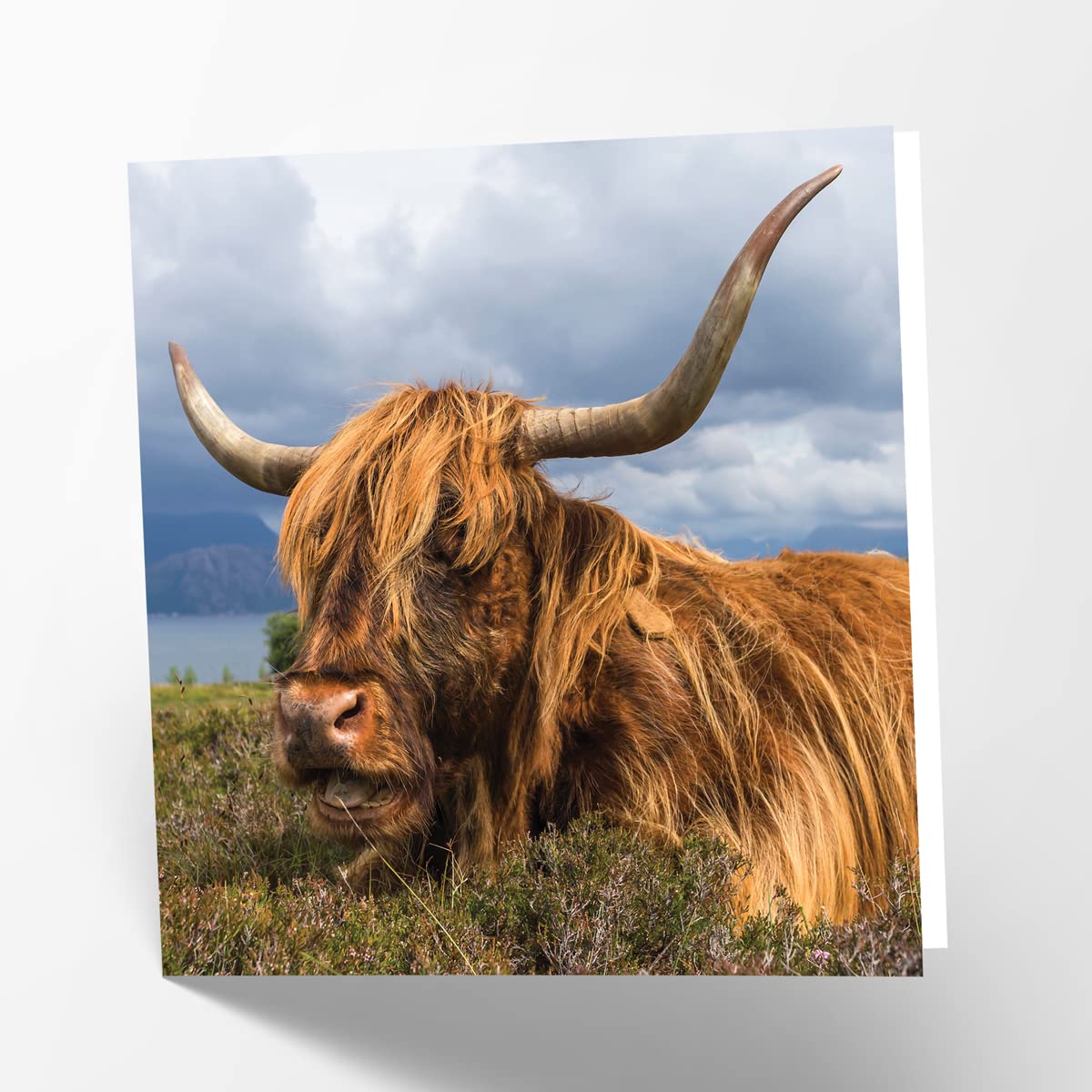 Scottish Highl Cow Hairy Coo Oil Painting Her Birthday Card - Groceries