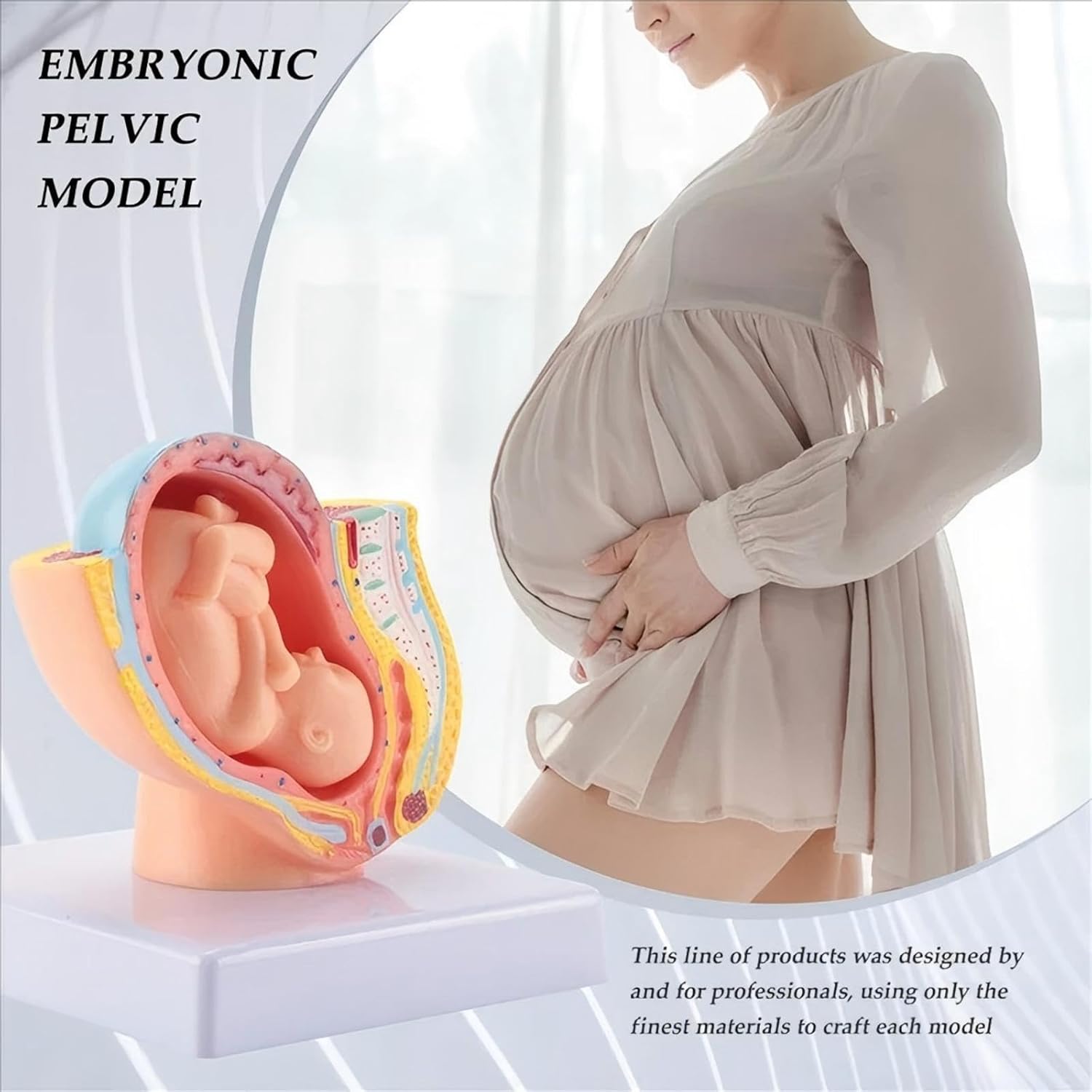 9 Months Fetal Development Model - Mini Detachable Fetus Replica for Maternity Courses & Fertility Education