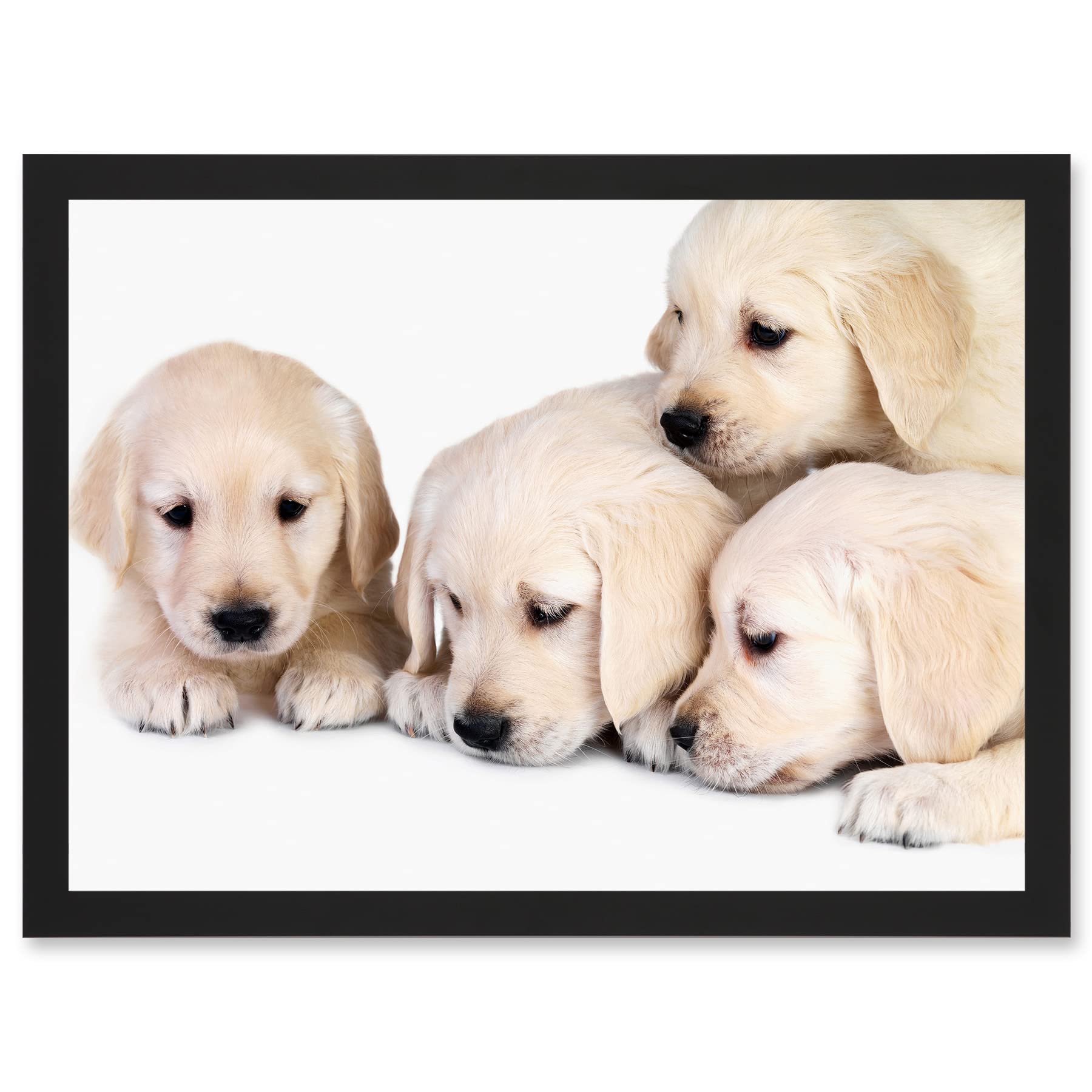 Artery8 Puppys Golden Retriever Dog Pet Labrador Cute A4 Artwork Framed Wall Art Print