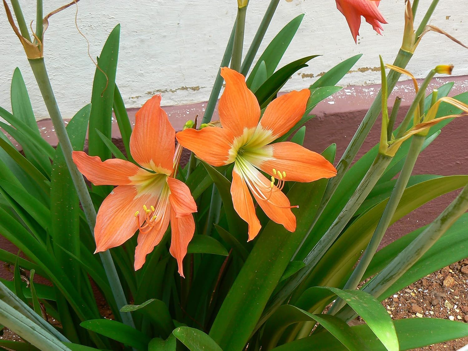 SRIJA PLANT Amaryllis Lily Orange Flower Pack Of 1 Growbag (2 Bulbs) (B0CJPVM2QH) Amazon Price History, Amazon Price Tracker