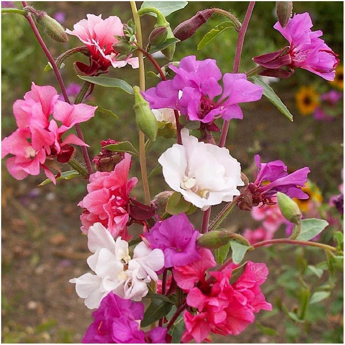 Everwilde Farms - 1 Lb Clarkia Native Wildflower Seeds - Gold Vault