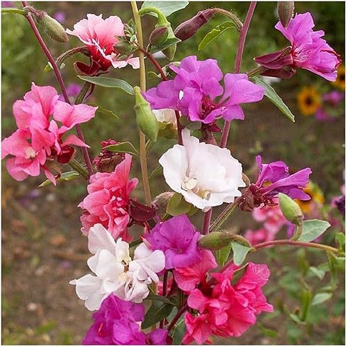 Everwilde Farms - Semillas de flores silvestres nativas Clarkia de 14 libras - Gold Vault