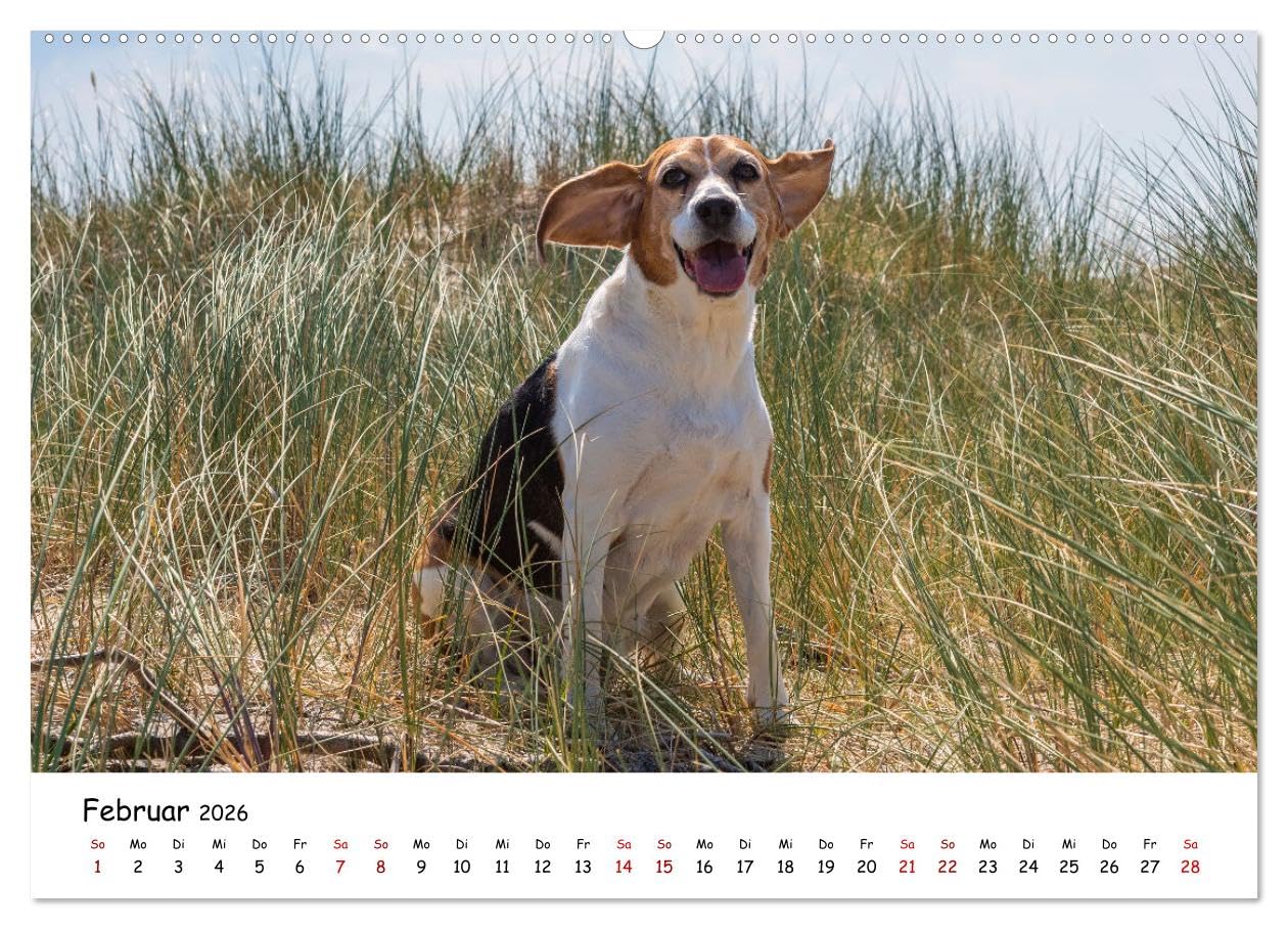 Strandurlaub mit Hund (Wandkalender 2026 DIN A2 quer), CALVENDO Monatskalender: Eine bunte Mischung vierbeiniger Standurlauber an der Nordsee (CALVENDO Tiere)