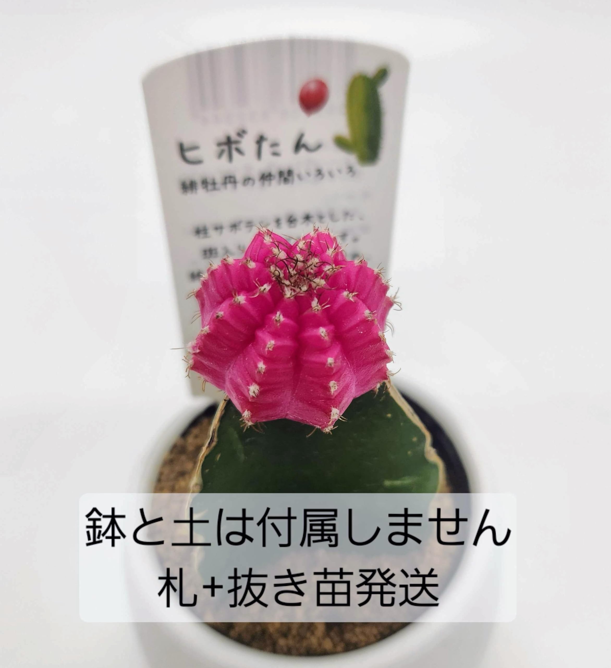 サボテン　緋牡丹錦　接木　子株19株つき❗　は Amazon｜多肉植物 サボテン 緋牡丹 接ぎ木サボテン 抜き苗 鉢・土なし