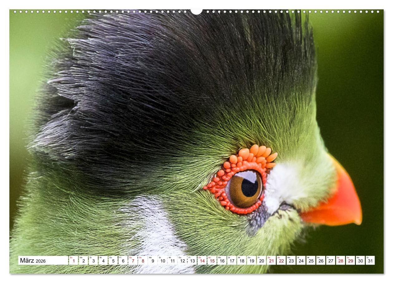 Schräge Vögel in Szene gesetzt (hochwertiger Premium Wandkalender 2026 DIN A2 quer), Kunstdruck in Hochglanz: Faszinierende Bilder skurriler und ... rund um den Globus (CALVENDO Tiere)