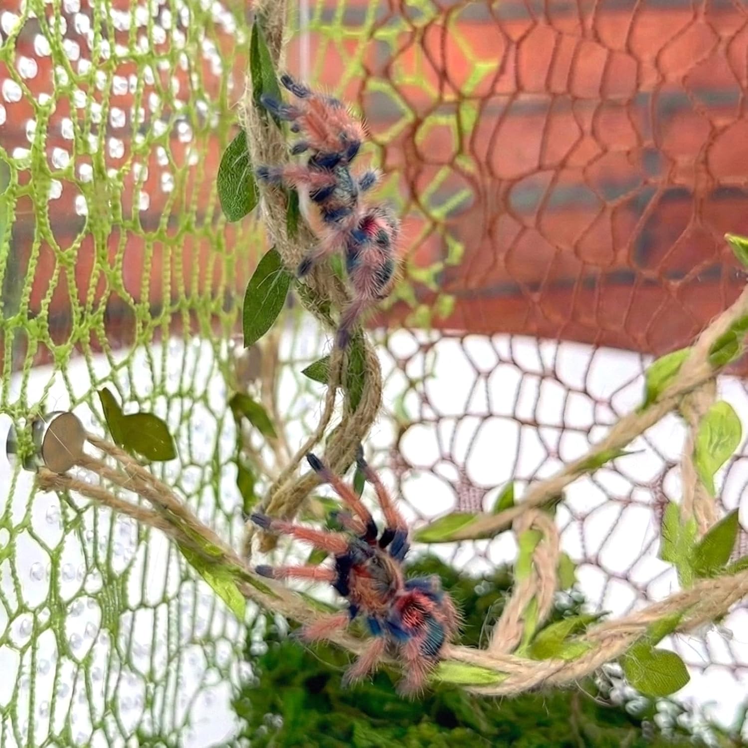 Magnetic Jumping Spider Hideout,Habitat Décor Kit - Handmade Moss Hideout with Climbing Rope,Hemp Rope Bridge,2Pcs Climbing Web& Loose Moss,Fun Enclosure Accessories for Climbing & Hiding (4.5cm)