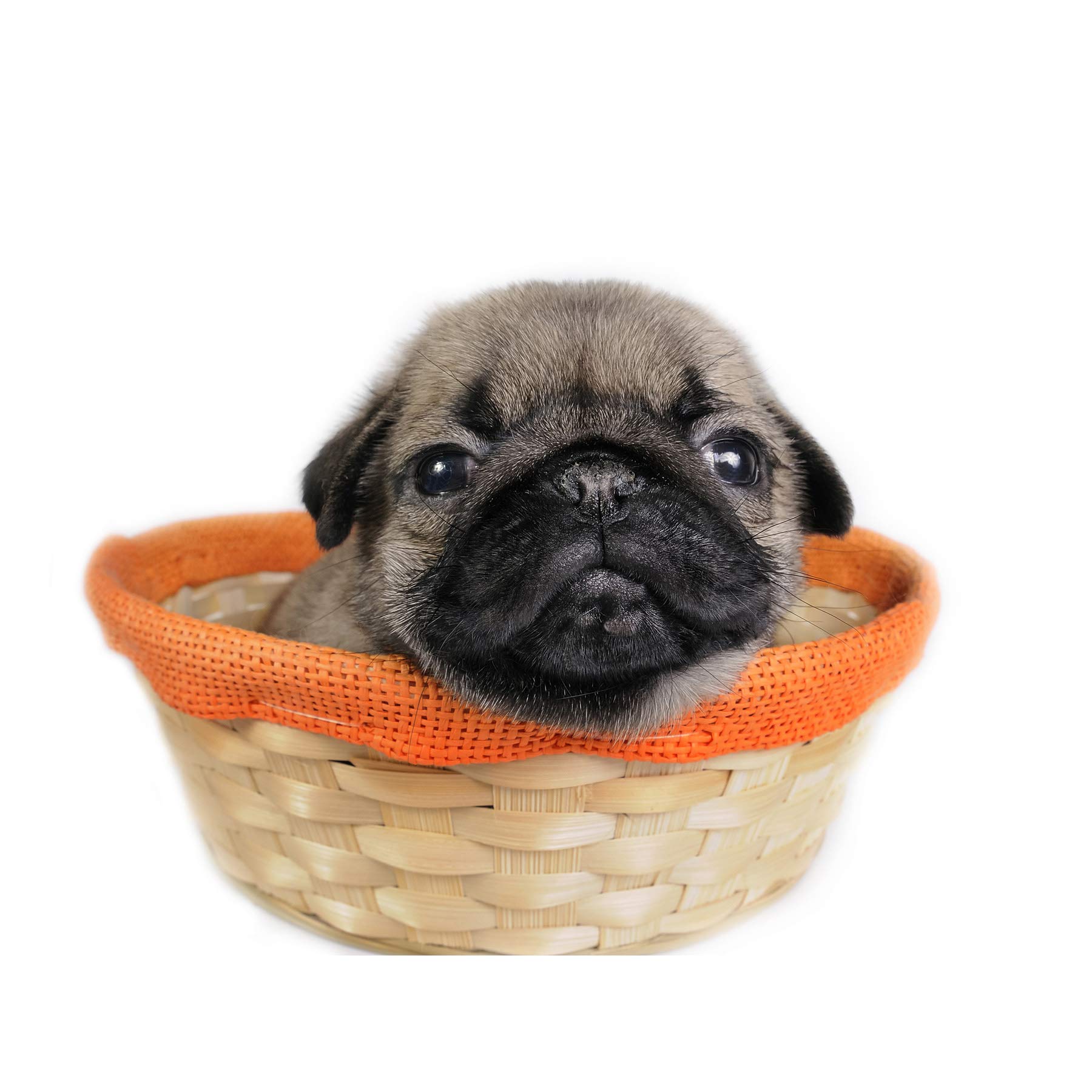 Artery8 Puppy Dog Basket Cute Photo Premium Wall Art Canvas Print 18X24 Inch