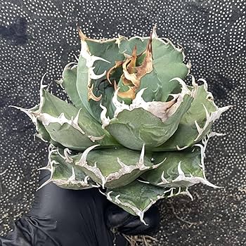 Amazon.co.jp: 多肉植物 アガベ チタノタ 魔丸 大株 極上美株 発