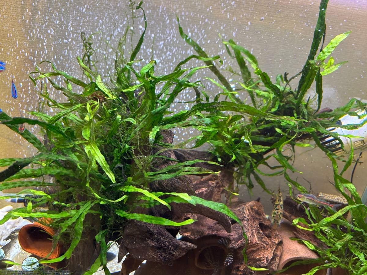 ★ 無農薬 ミクロソリウム 本ナローリーフ 子株3株