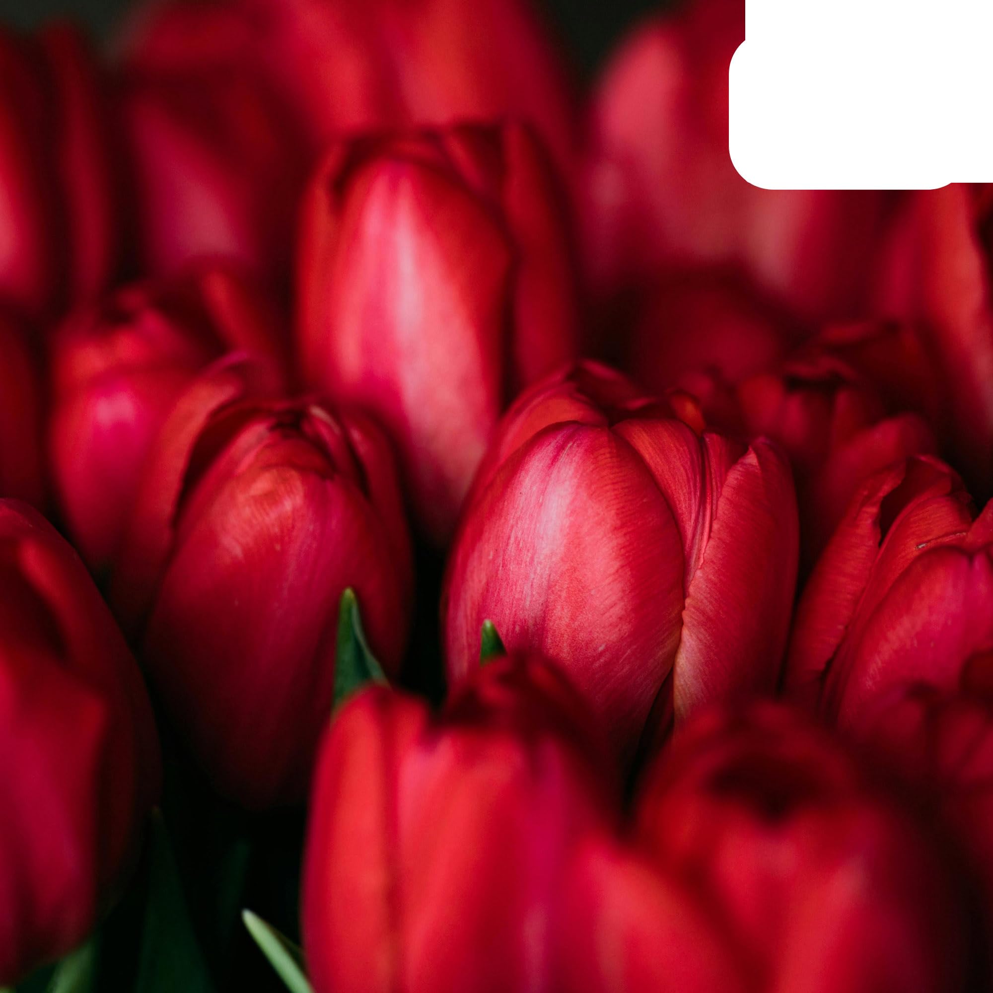 Bulbos de tulipán 'Ile de France' | 20 Piezas | Tulipán Rojo Profundo - 30-50cm - Ø5cm - bulbo de flor - Planta de jardín