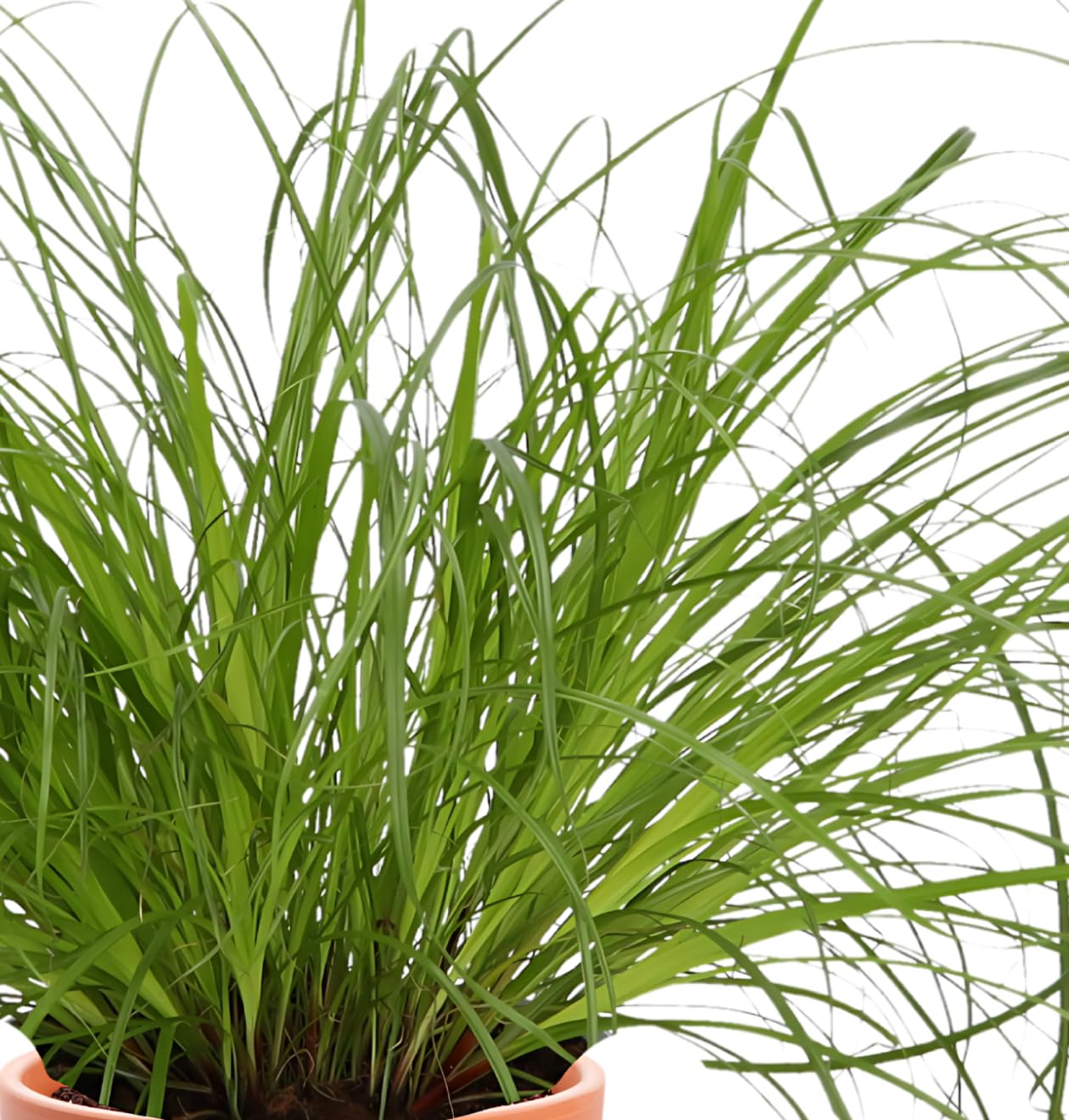 3-plantenset Cat Grass, /- 20-30 cm, ø 10-15 cm pot, 3 x kattengras voor thuis en op kantoor, niet giftig en huisdiervriendelijk, kwaliteit van de plant professional, snelle plantverzending