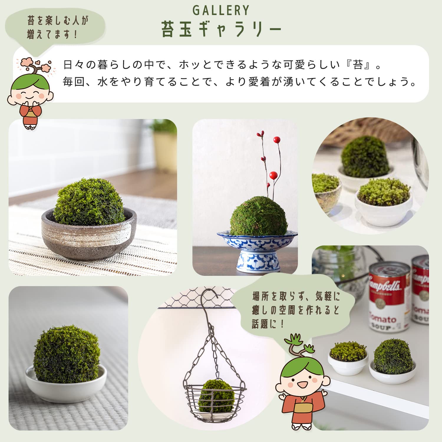 Amazon.co.jp: 【すぎごけPOMPON】水をやるだけ！簡単育成・清潔 苔玉