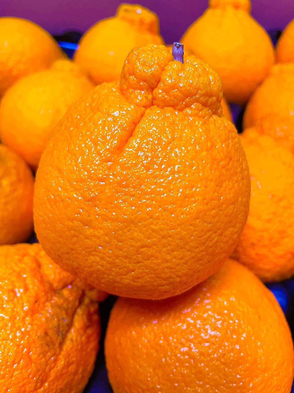 Kejora Fresh Jumbo Dekopon Mandarin 4 LBS - Sweet and Seedless Mandarin Oranges