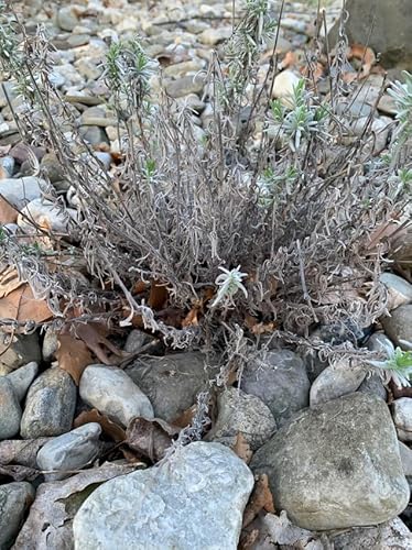 Lavender Live Plant For Planting Outdoors #TOP9