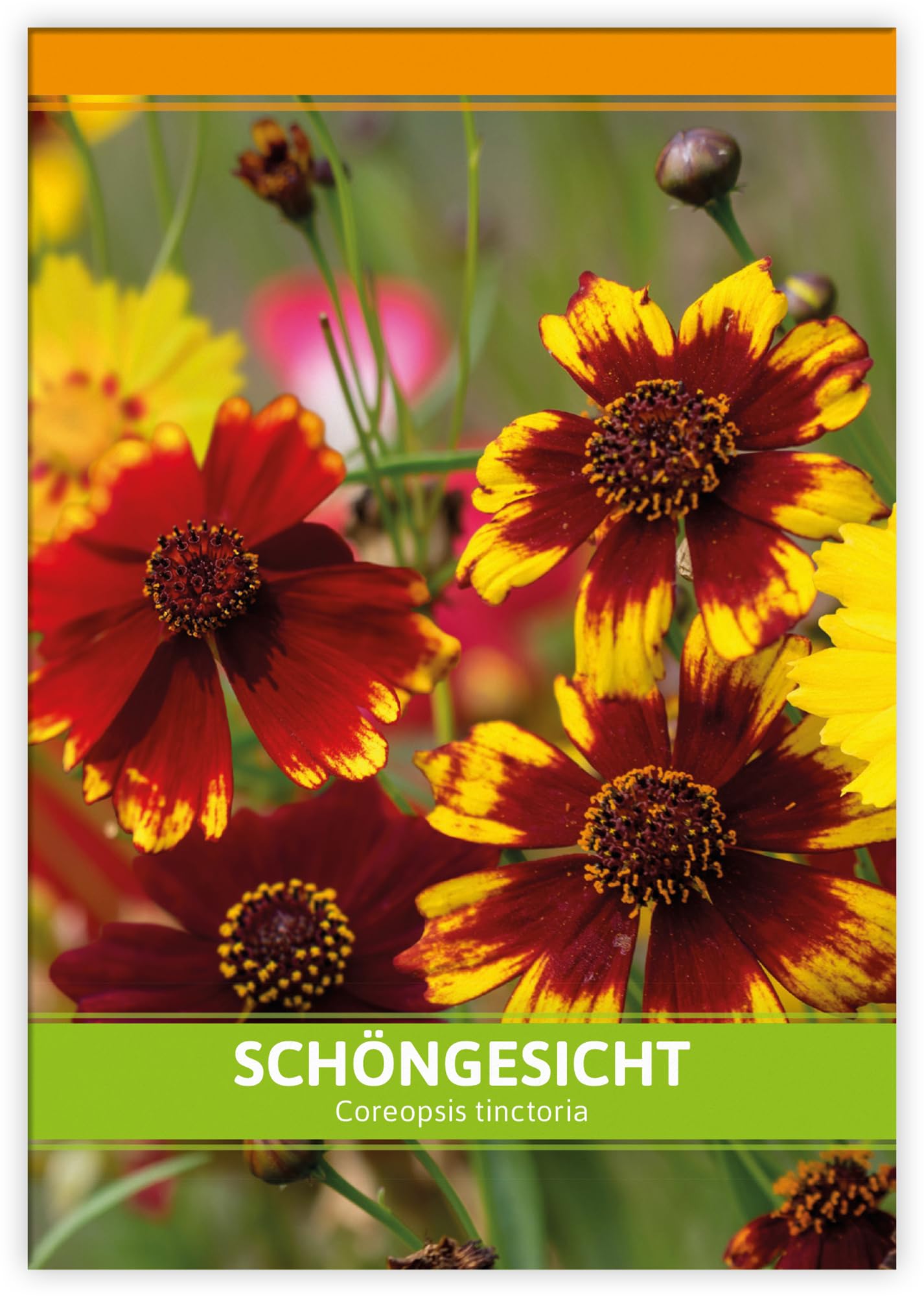 FLORTUS Mädchenauge als Gastgeschenke (100 Stück) | Blumensamen als Dankeschön Geschenke, Mitgebsel & Werbegeschenke | Schöngesicht Blumen