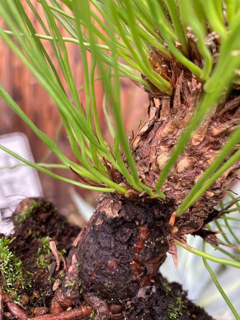 ダイオウショウ松◇南国ドライガーデン多肉サボテン　アガベ ヤシ　ユッカ　ソテツ ダイオウショウ大王松◇大きめ南国ドライガーデン多肉サボテン ユッカ