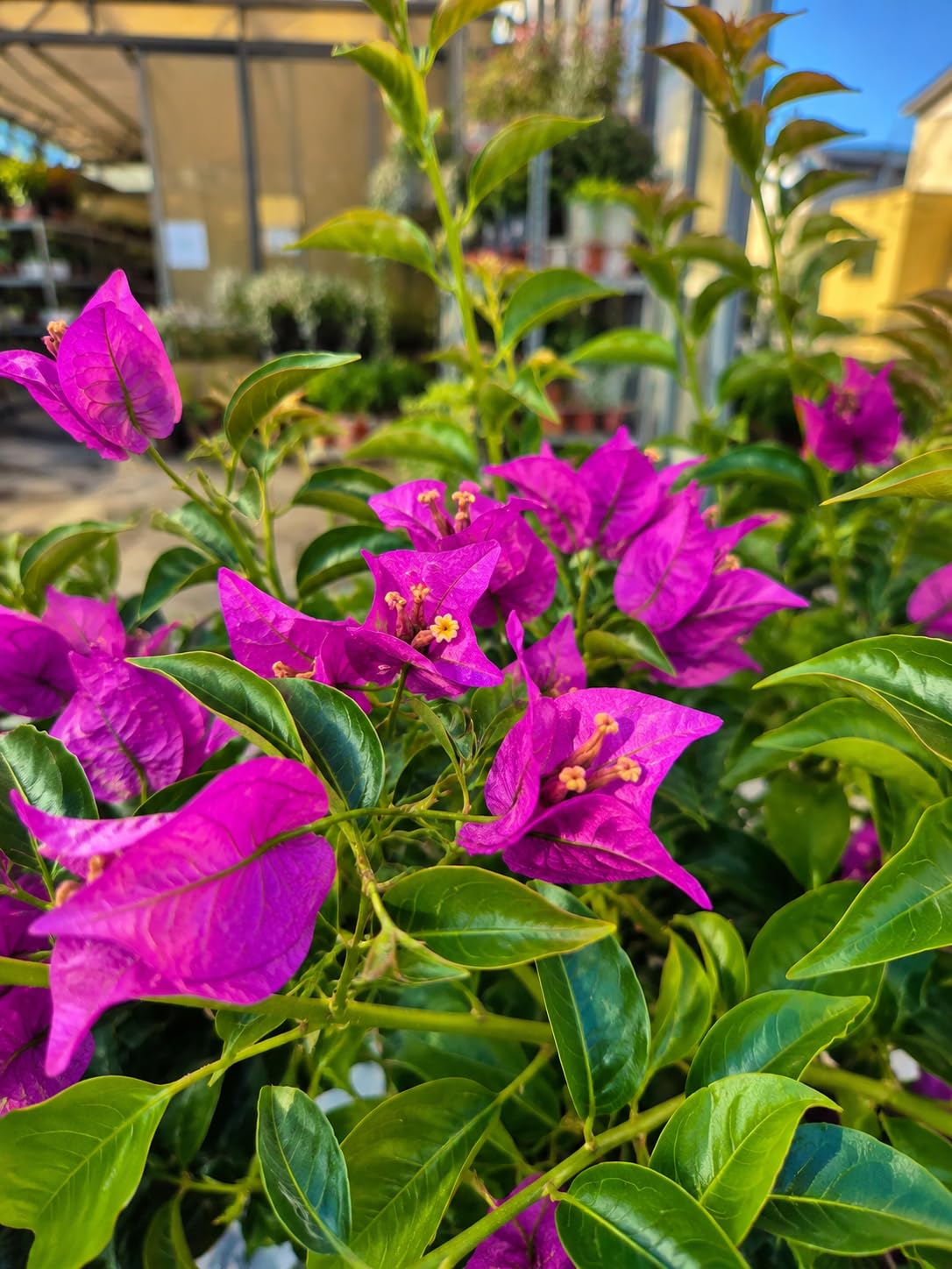 POWERS TO FLOWERS - BOUGAINVILLEA GLABRA 'SANDERIANA' FUCSIA, ALTEZZA 80CM, pianta vera