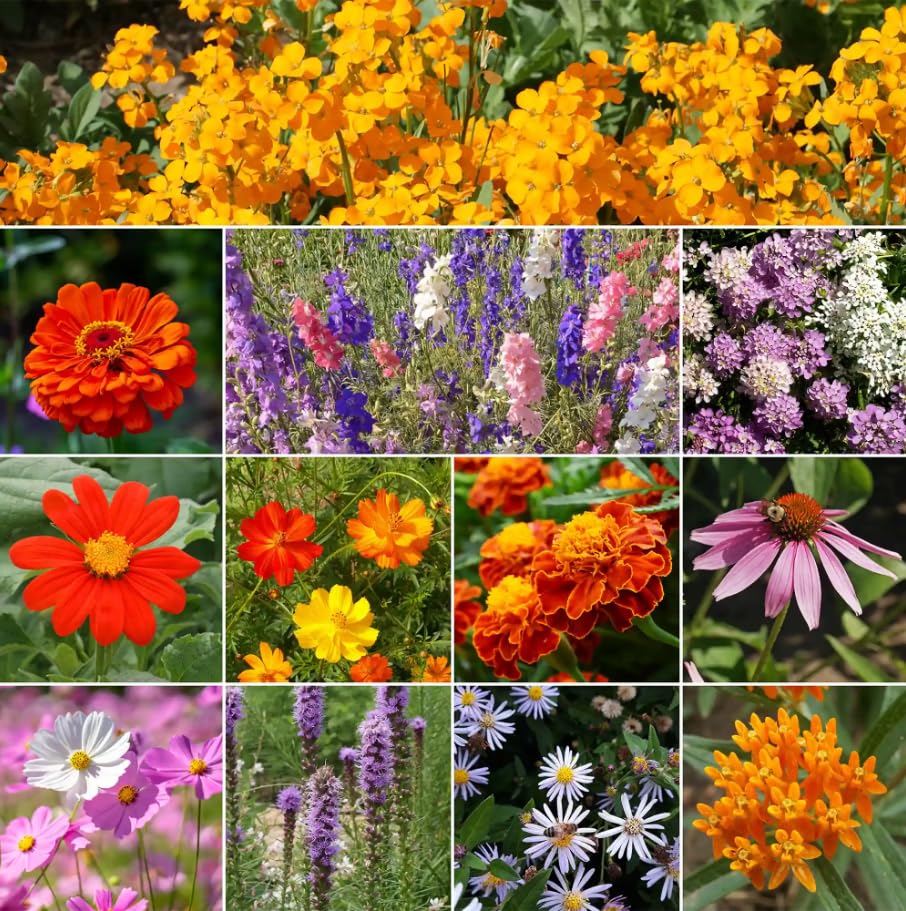 Image of Ferry-Morse Monarch Butterfly Bulk Wildflower Seeds, 159,000+, 1 lb