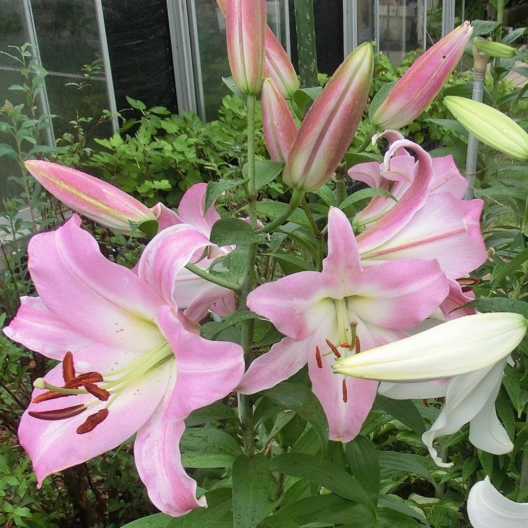 OM50-1 大玉50球 白ピンク 各25球 ユリ球根 OM50-2 大玉50球 白 ピンク