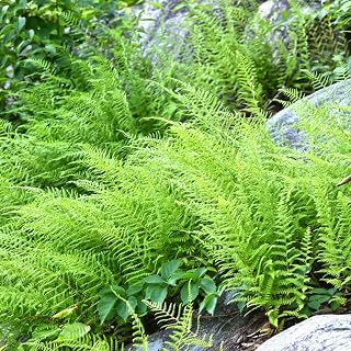 5 Hay Scented Fern Rhizomes for Planting, Fern Roots Plant Live