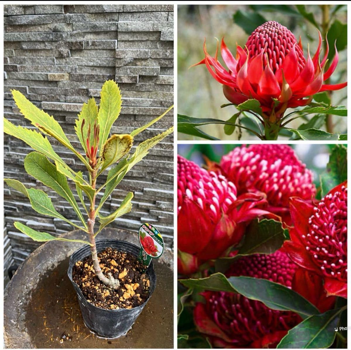 オリーブの木 ネバディロブランコ 10号 約100cm NO.331 人気品種