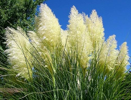 Miniatura 5 de Hierba de las Pampas  Cortaderia Selloana  10 Plantas Vivas  Follaje Ornamental Floración