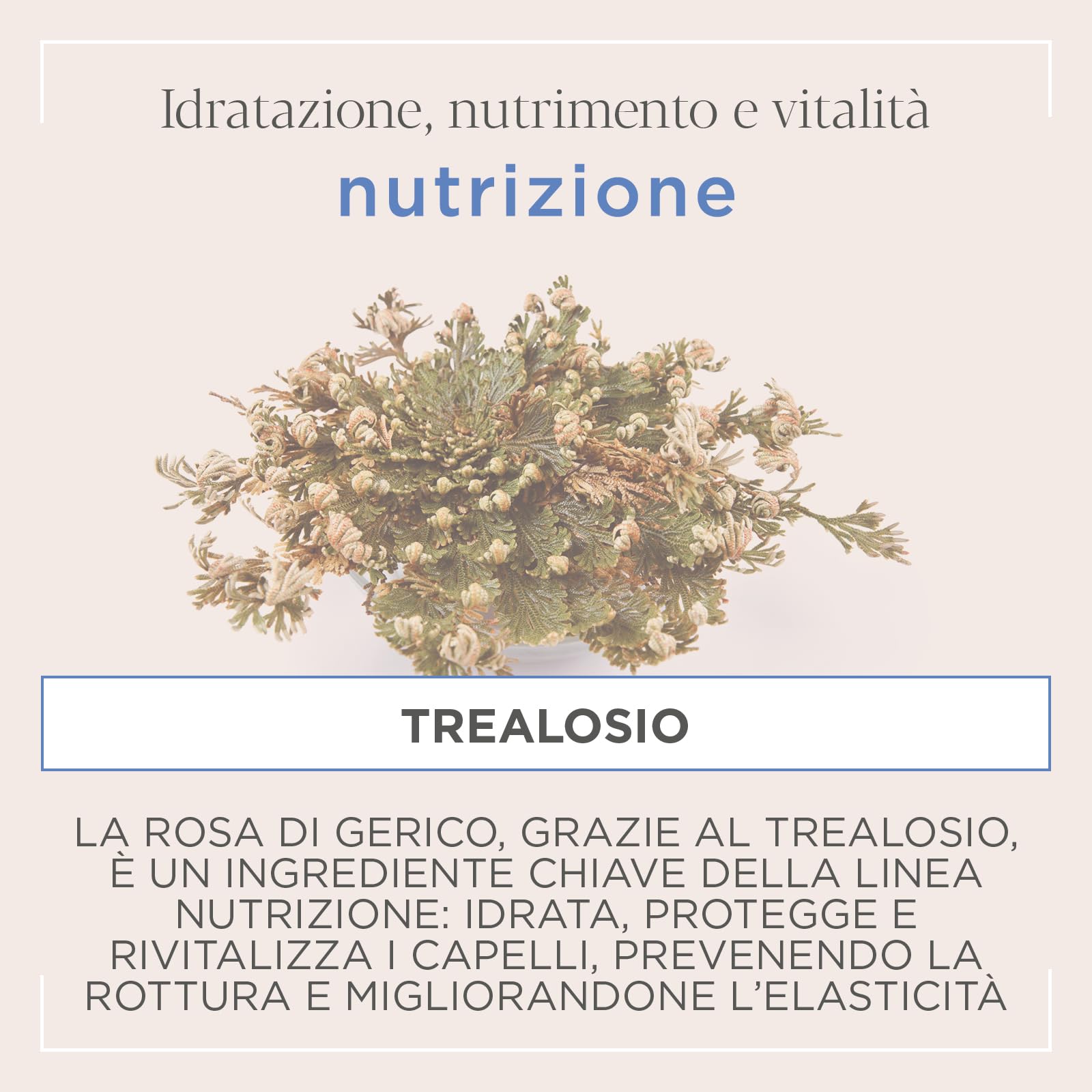 Actyva Nutrizione Cond Acondicionador para cabello seco y largo, con avena y aceite de oliva, efecto desenredante - 1000 ml