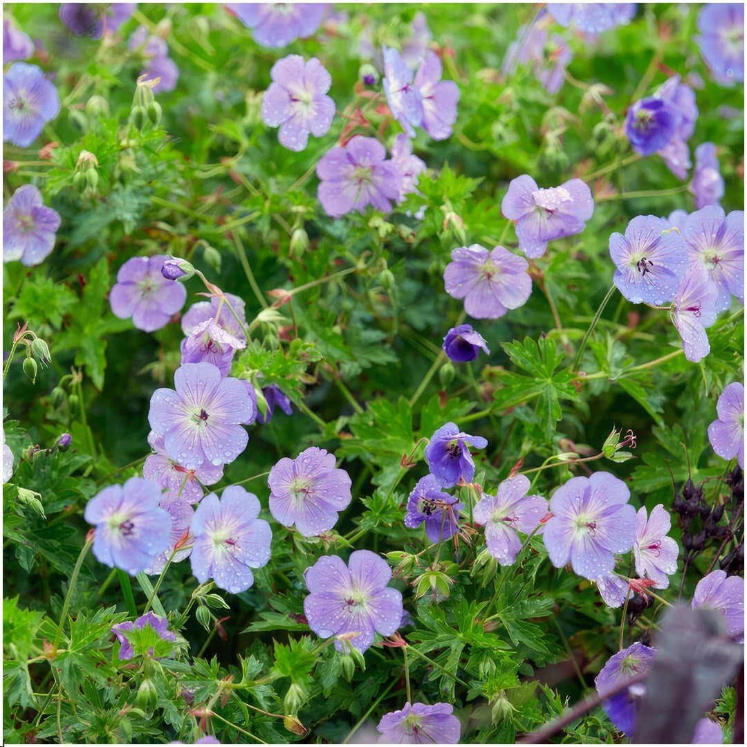 Plants by Frank Geranium Rozanne, 12x Storchschnabel Pflanzen, Ø 9 cm