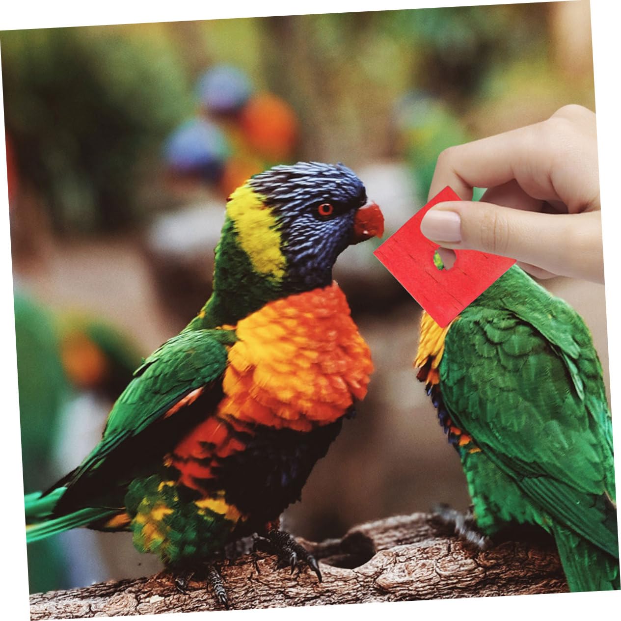 Kisangel 250piezas Juguetes De Madera para Pájaros Bloques para Masticar Juguetes para Periquitos y Aves Pequeñas para Desarrollar Habilidades y Mantener El