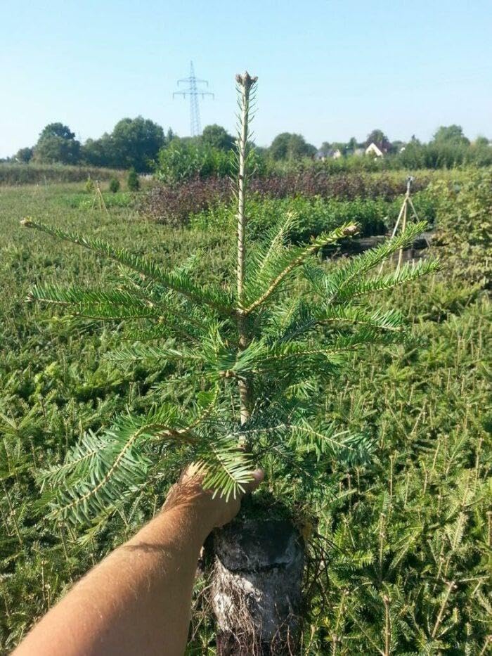 10st. Weißtanne 30-40cm im Topf Jungpflanzen – Abies alba | Heimische Forstpflanze & Nadelbaum | Robuste, immergrüne Tannen für Wald, Garten & Aufforstung