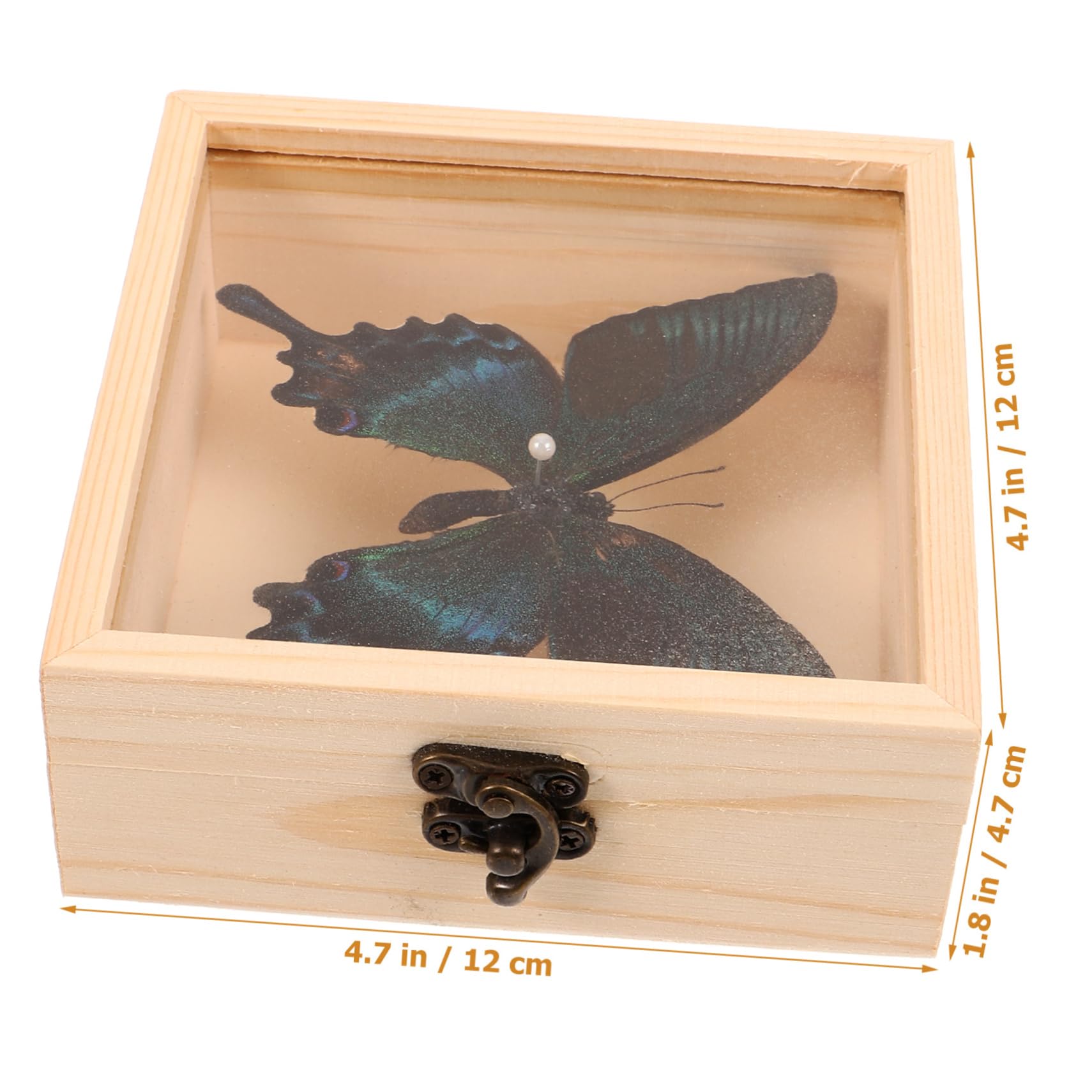 MAGICLULU Insect Specimen Ornament Wall Hanging Butterfly Decor Long-Lasting Home Decor Art
