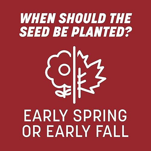 Miniatura 12 de Pennington Smart Seed Perenne Ryegrass 3 lb