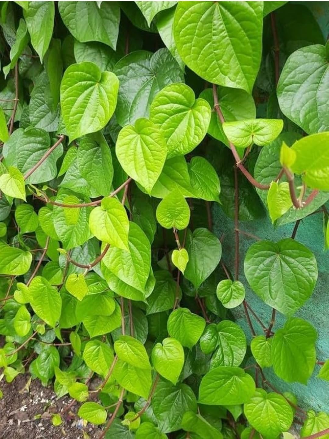 Live Pan Betel Leaf Plant - Healthy Paan Vine -3 Live Pan Betel Leaf Plant - Healthy Paan Vine -3