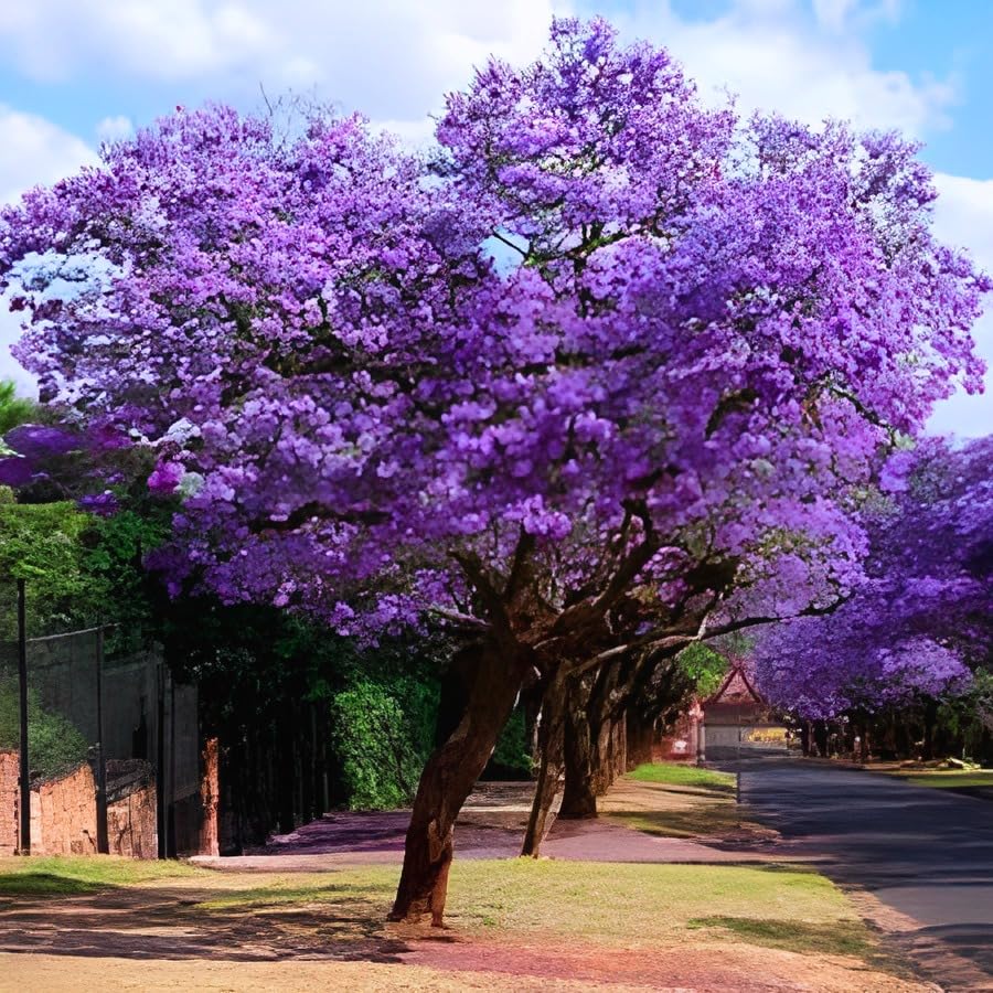 SEILOZBUNIA FARM Jacaranda Mimosifolia Neel Mohar Flower Live Plant for Home Garden Tree (B0CWZCPCP6) Amazon Price History, Amazon Price Tracker