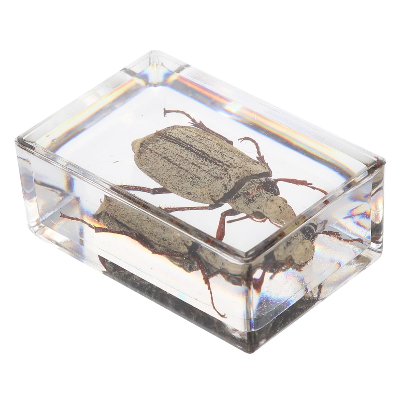 Homoyoyo Cockchafer Amber Specimen Creative Resin Specimen for Office Decorations Unique Crystal Present for Boys and Girls