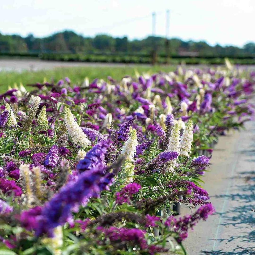 Albero delle Farfalle, Buddleja Davidii Tricolor, Buddleia Pianta in Vaso ø18 cm h 60/100 cm, Pianta Vera Vivaio di Castelletto