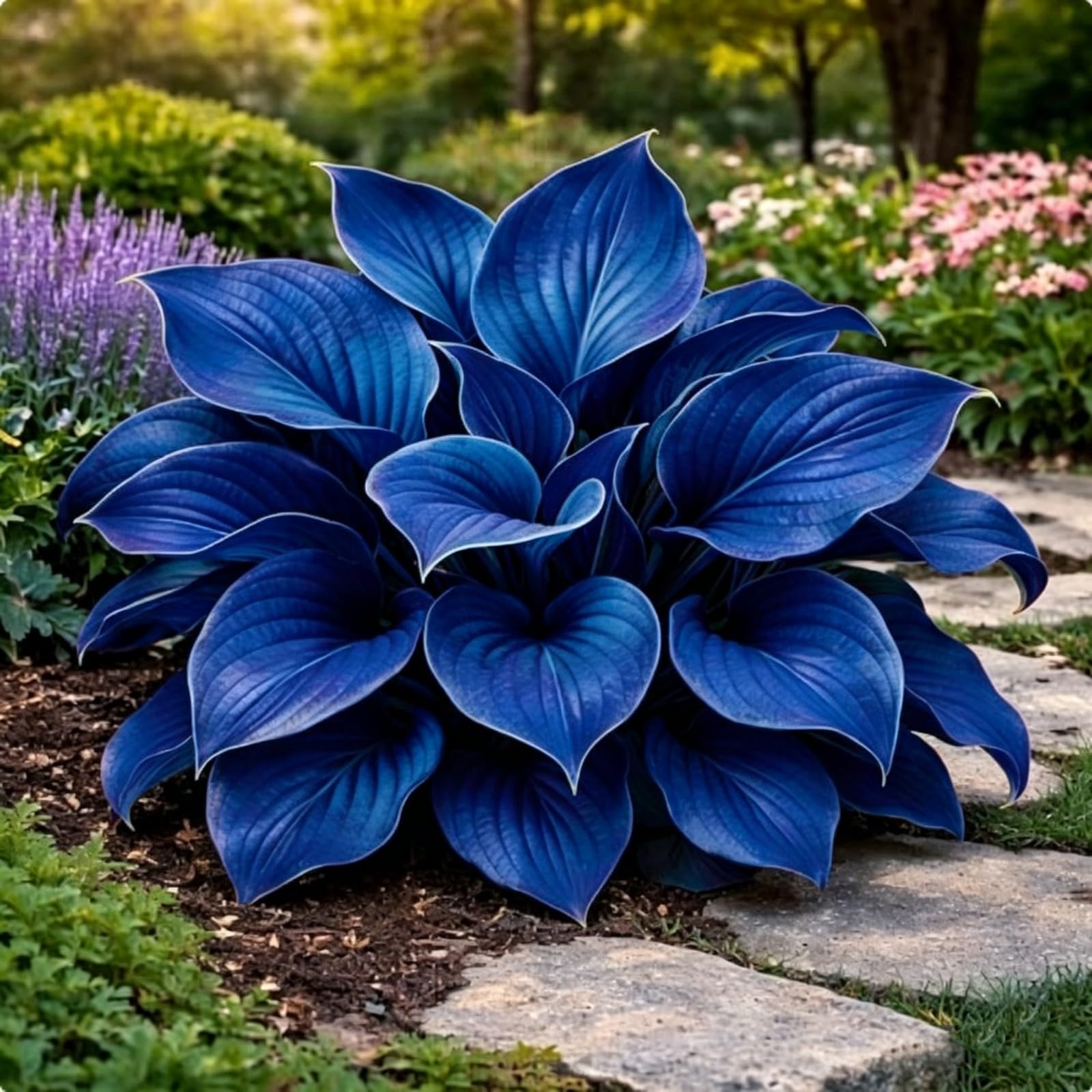 Midnight Blue Hosta Bulbs-Hostas Plants Perfect for The Garden -Landscaping-Excellent Displays-4bulbs-d
