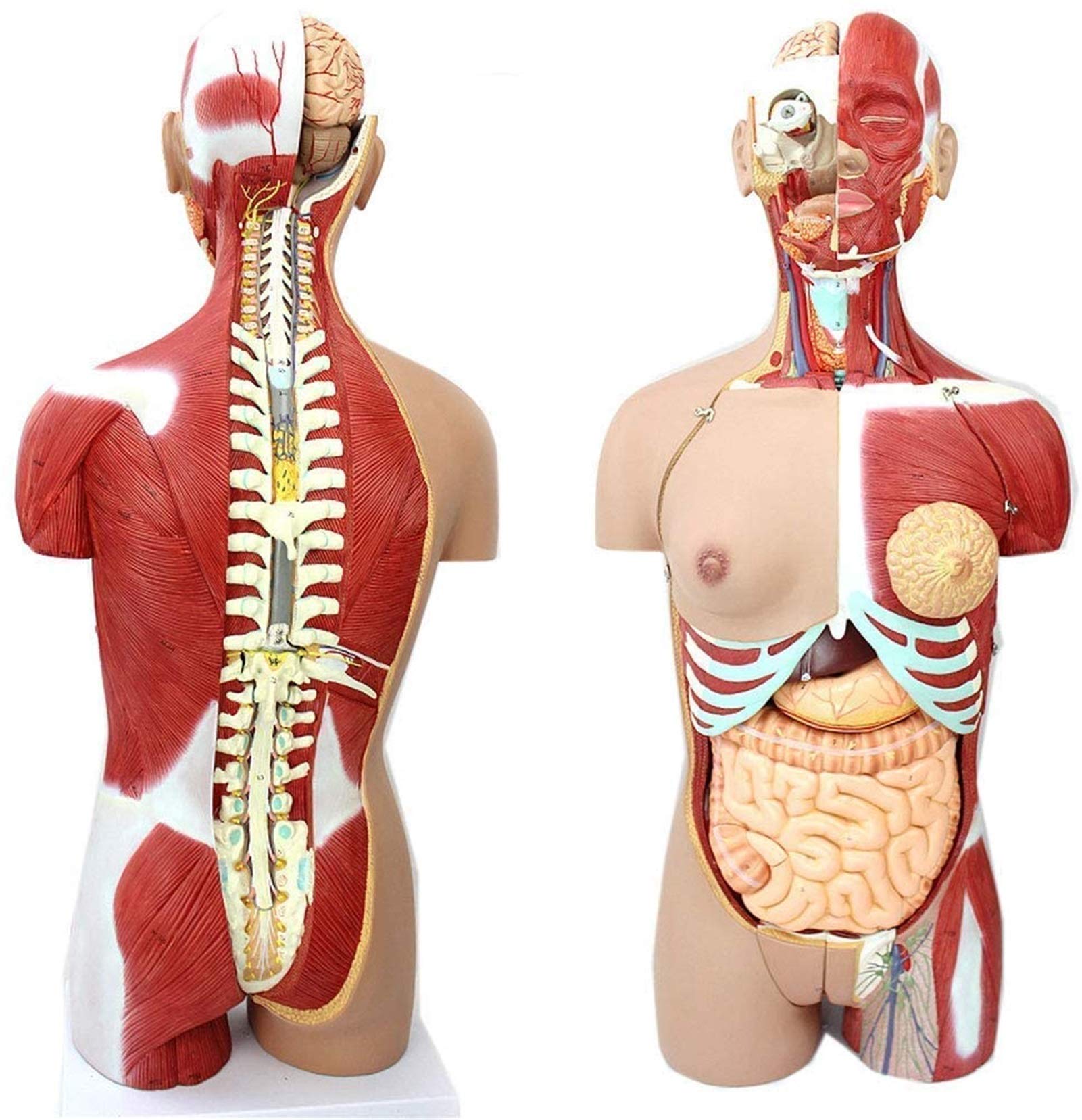 Buy Study Model Educational Model 85CM HTorso Body Model Anatomy