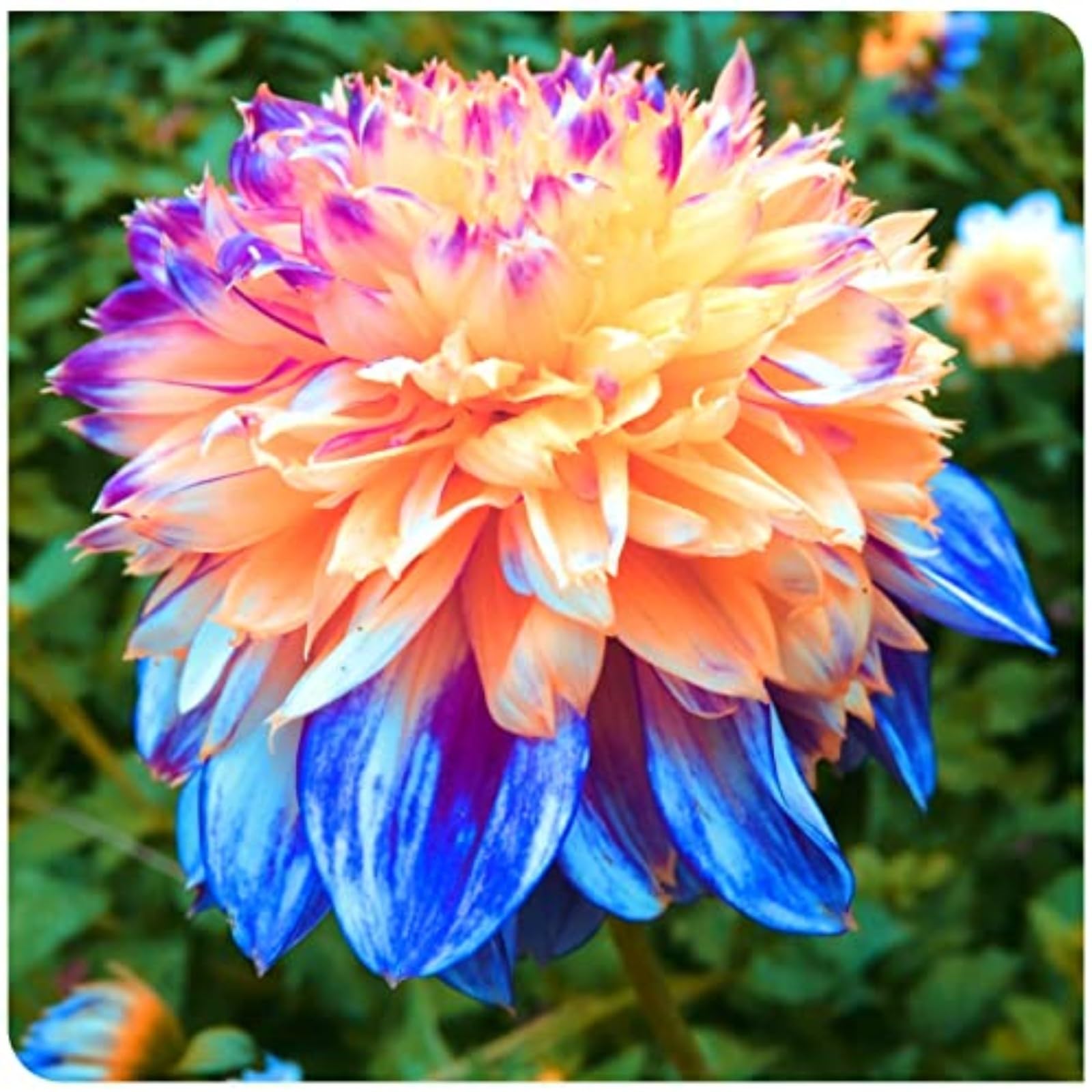 Dahlia Bulbs Mix for Planting Now UK,Hardy Perennial,Strong Plants That Grow Well,Dahlia Tubers Bulk,Flowering Rhizome,Gift Ready,Iridescent,Wedding Flowers,Cut Flowers.-2bulbs-G