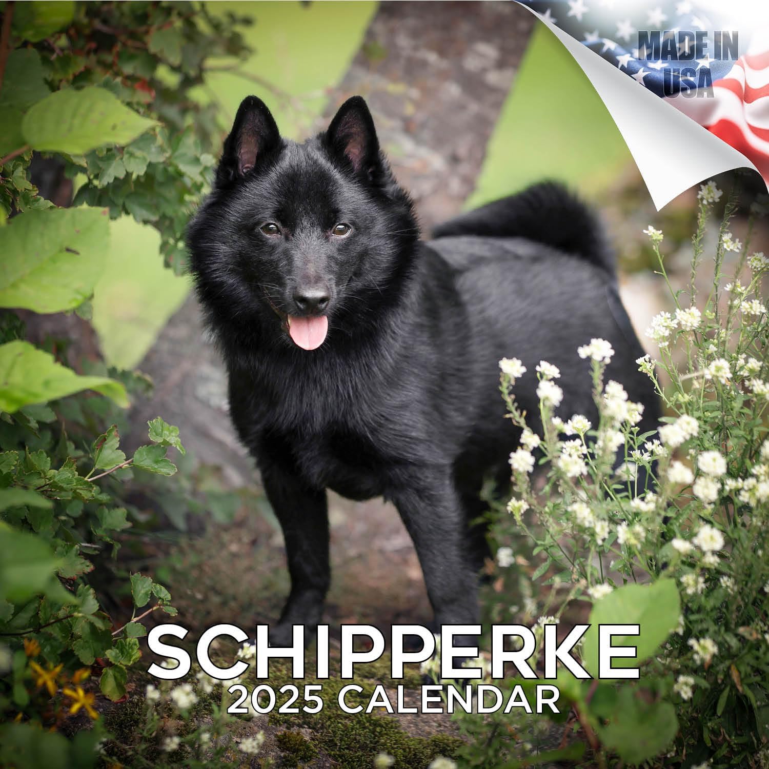 2024 2025 Schipperke Calendar Dog Breed Monthly Wall