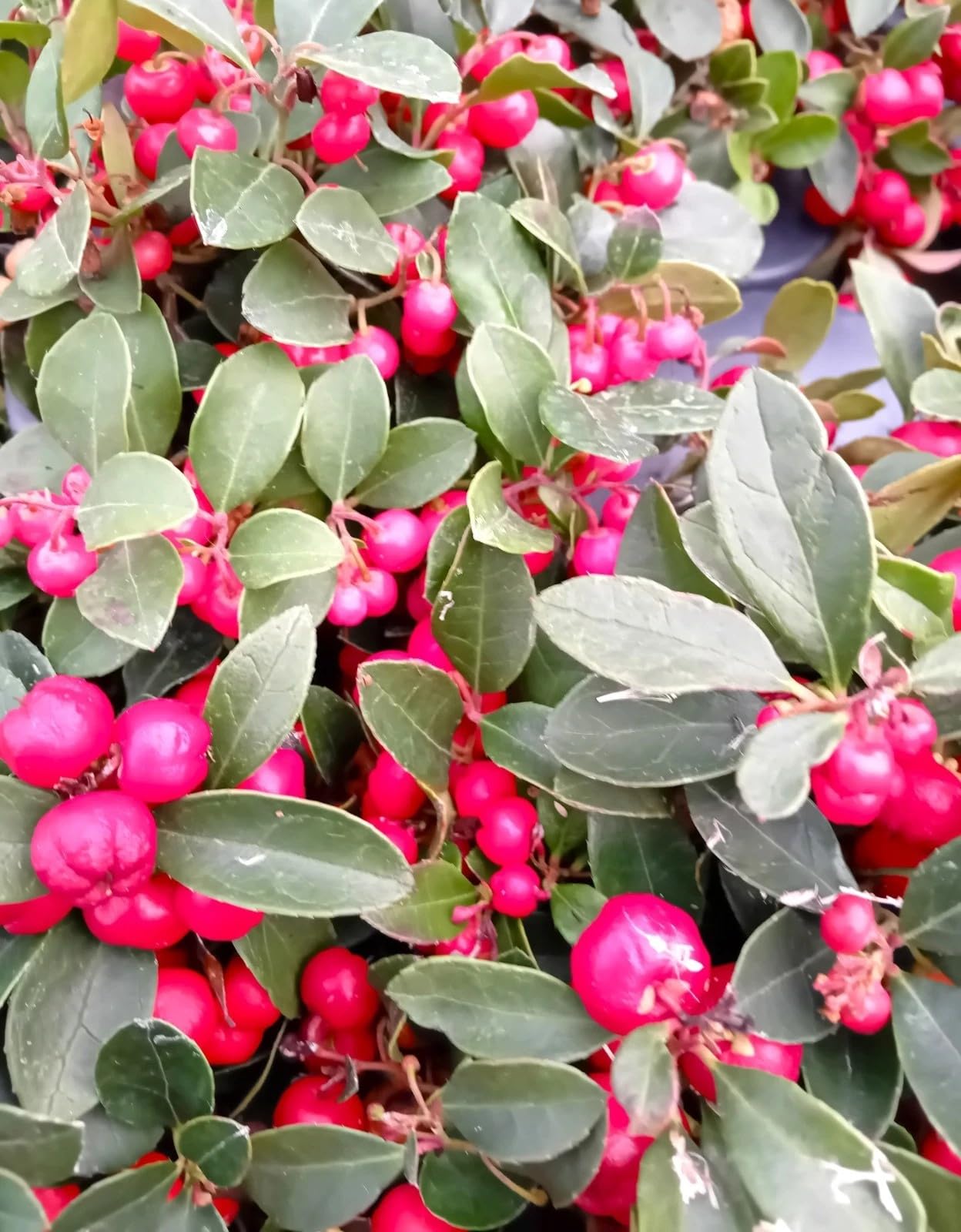 20 Stck. Rote Scheinbeere/Teppichbeere Gaultheria procumbens 10-15 cm immergrün
